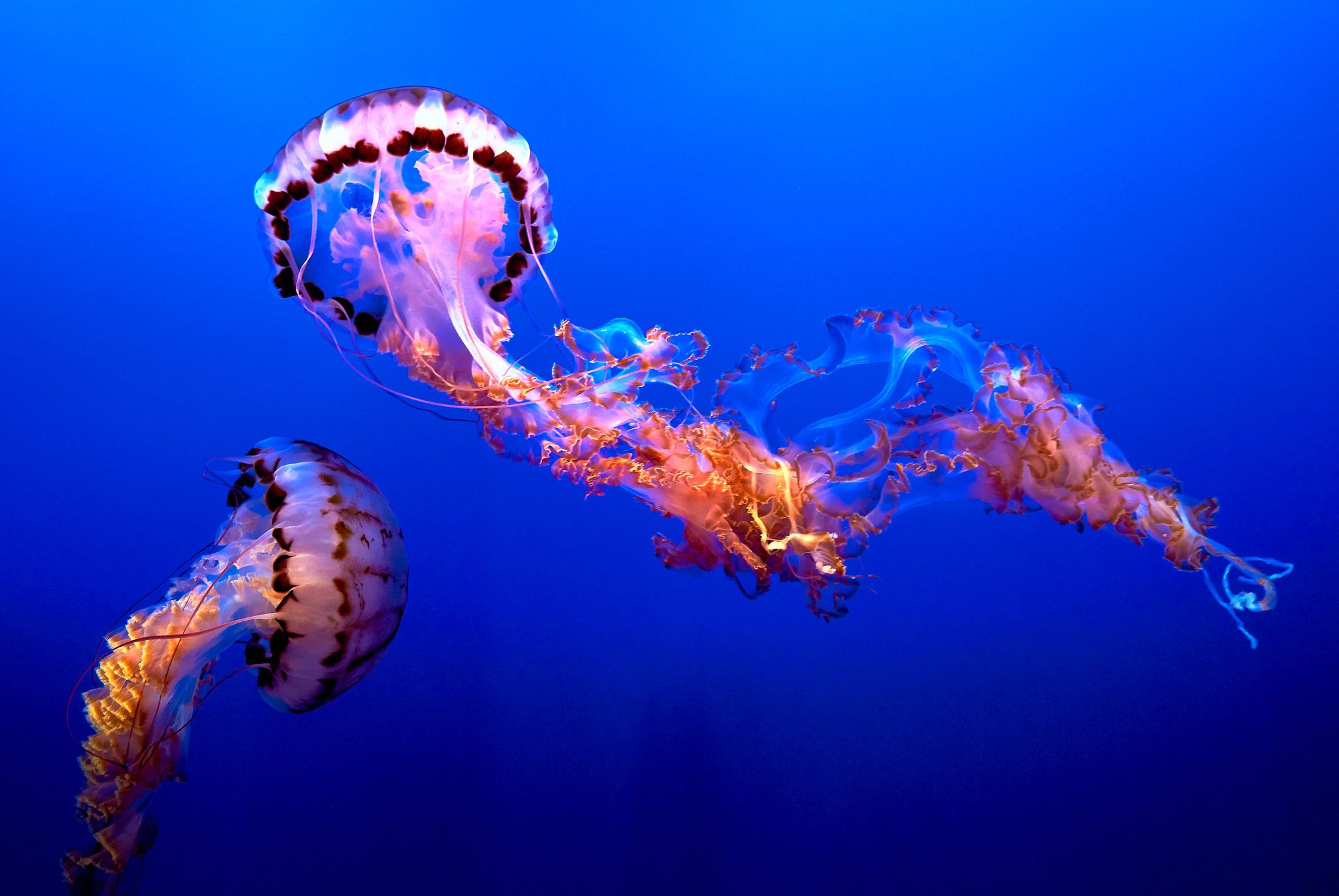 ¿Sabes cómo las medusas  logran regenerar su cuerpo?