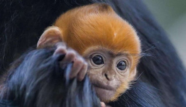 Video) Nace en Australia un mono en peligro extinción