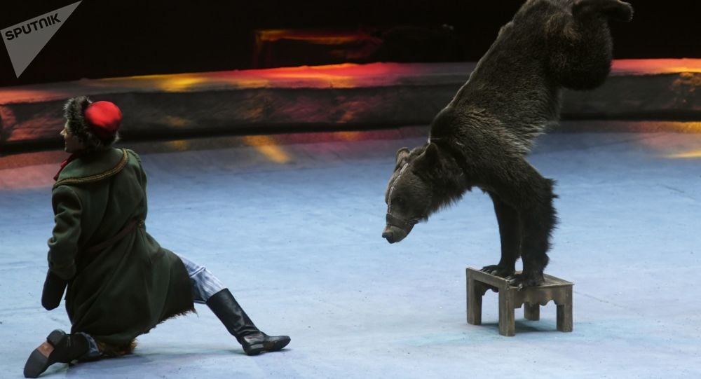 Un oso por poco desgarra a su domador en pleno espectáculo