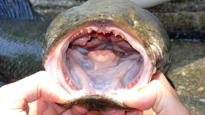¡De terror! Un pez voraz que sobrevive fuera del agua mantiene alerta a EE. UU.