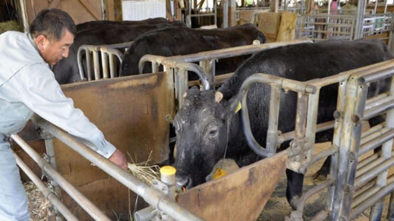 Murió Kaga, la primera vaca que la ciencia logró clonar hace 21 años