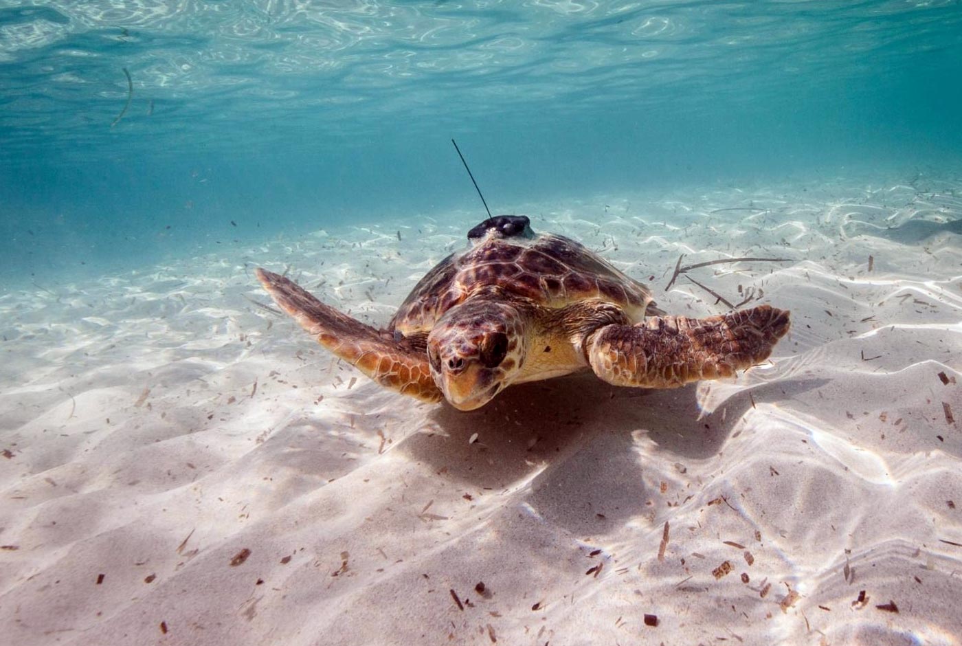 Especies marinas pueden ayudar a los humanos a monitorear los océanos