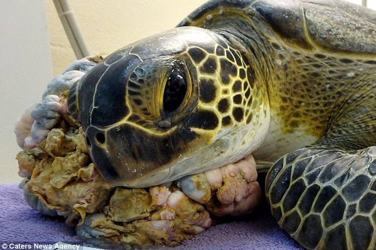 Contaminación por metales pesados está causando tumores en tortugas marinas