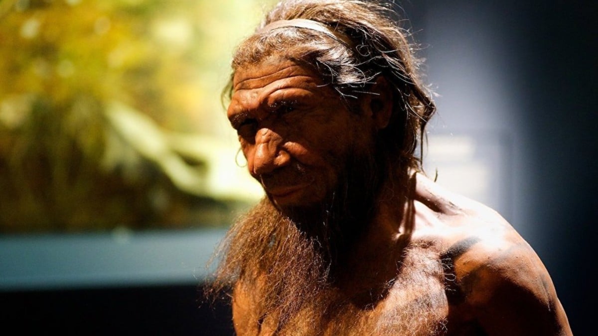 (Foto) El hallazgo de una joya resignifica el papel de los neandertales en la evolución humana
