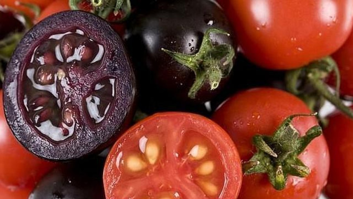 (Foto) Científicos chinos desarrollan tomate púrpura con manipulación genética