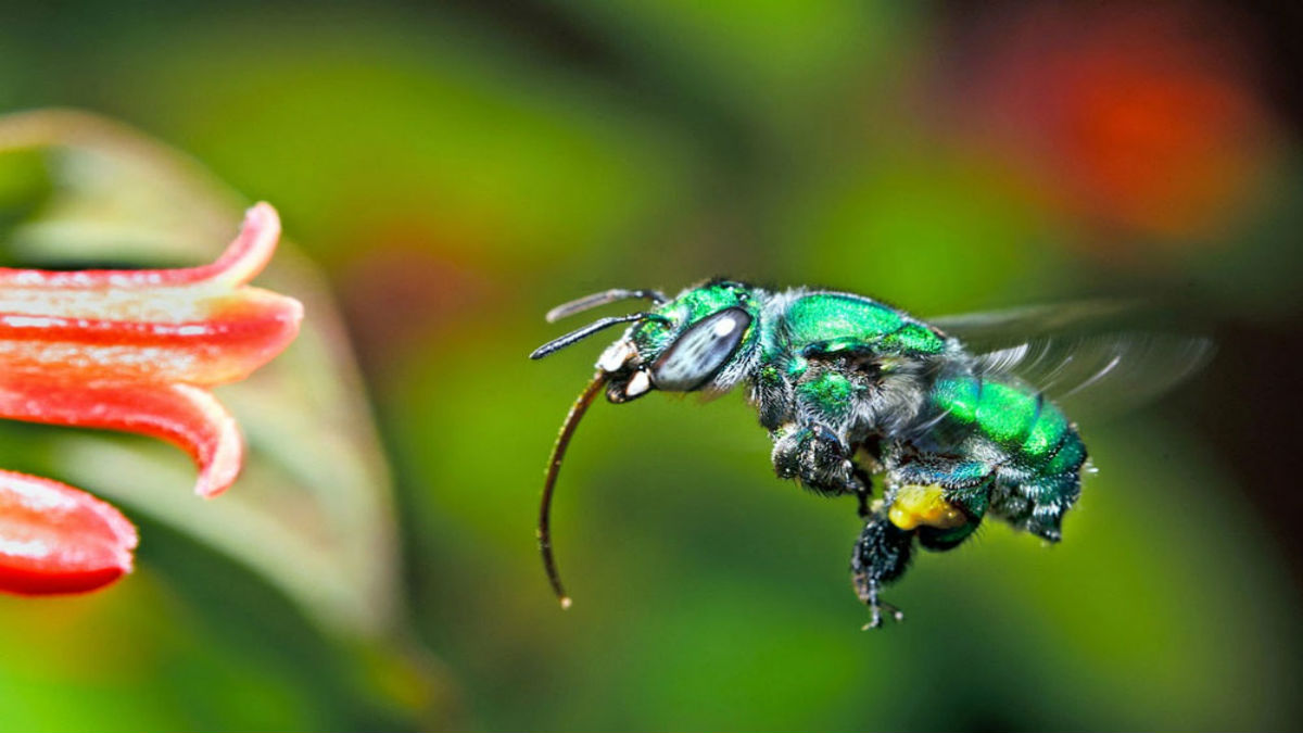 Descubren 3 nuevas especies de abeja en Colombia