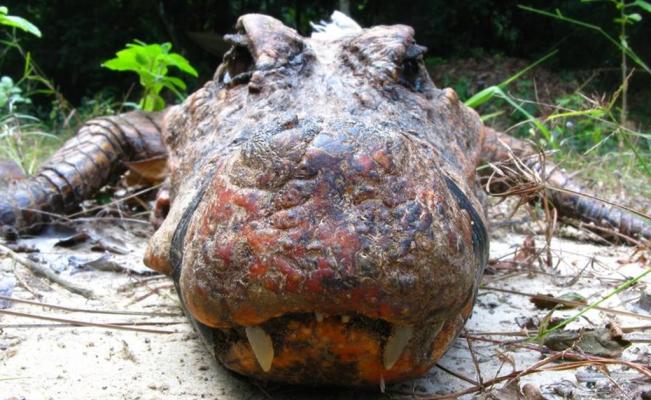 Estudian depredadores gigantes que recorrieron la Tierra antes que los dinosaurios