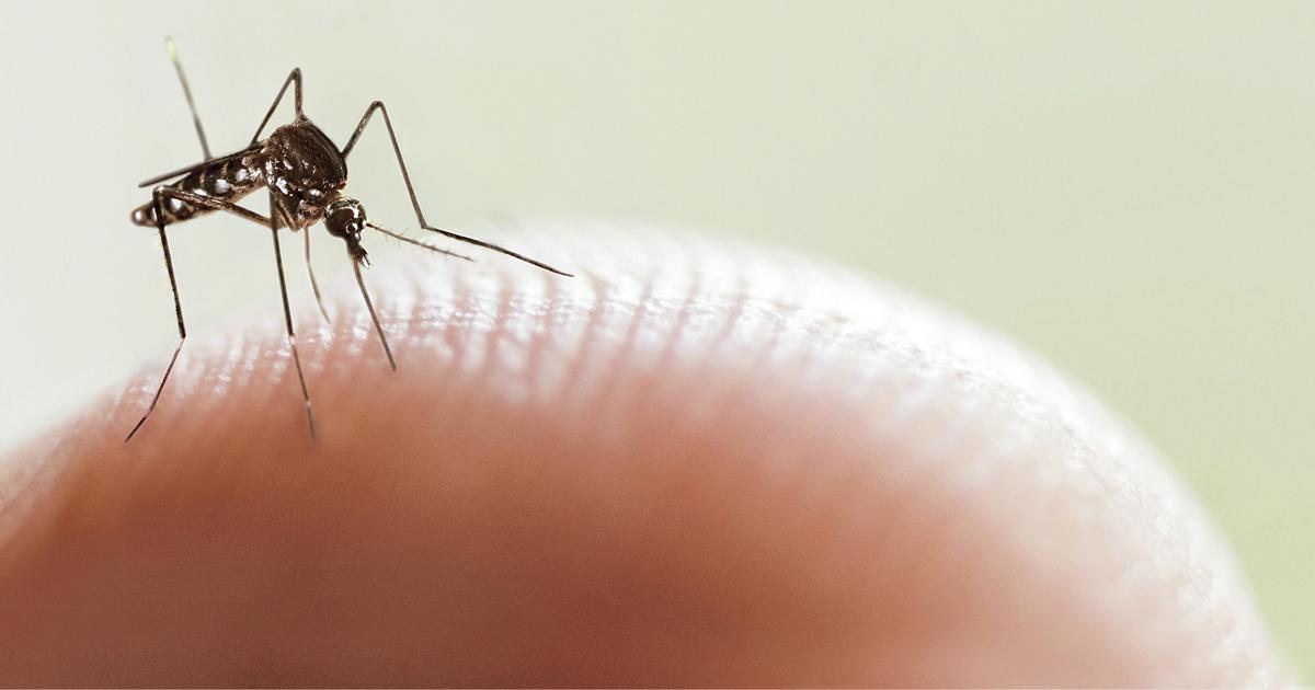 Registran en Madrid primer caso de dengue por transmisión sexual en Europa