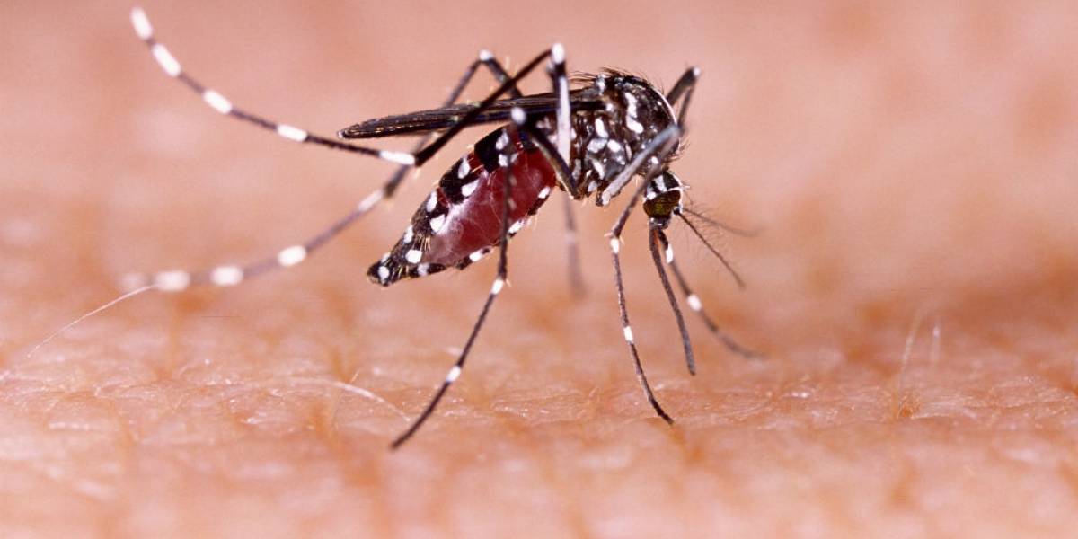 China reporta un caso de dengue y uno de peste bubónica en un día