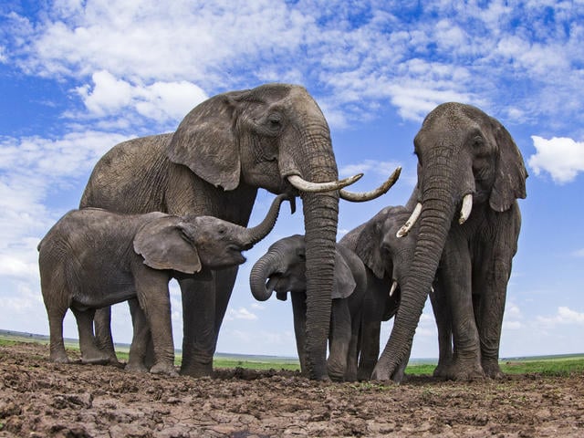 Pronostican la extinción total del elefante africano para 2040