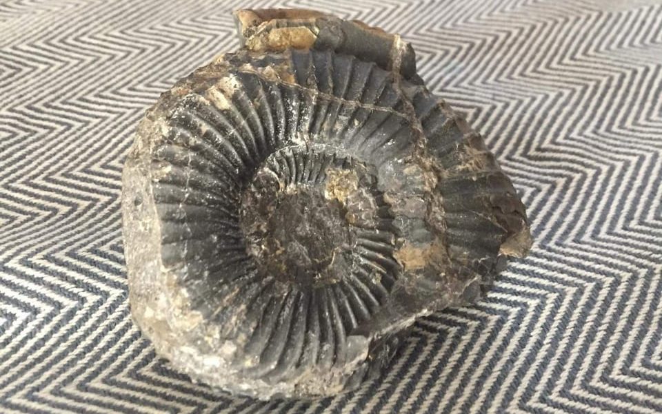 Coyhaique: Joven encontró un fósil de más de 65 millones de años entre los proyectiles lanzados en una protesta