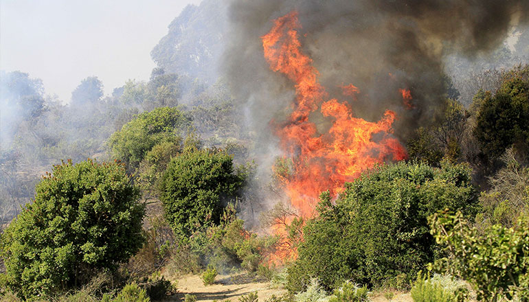 Conaf advierte una «dura temporada» de incendios forestales en el país