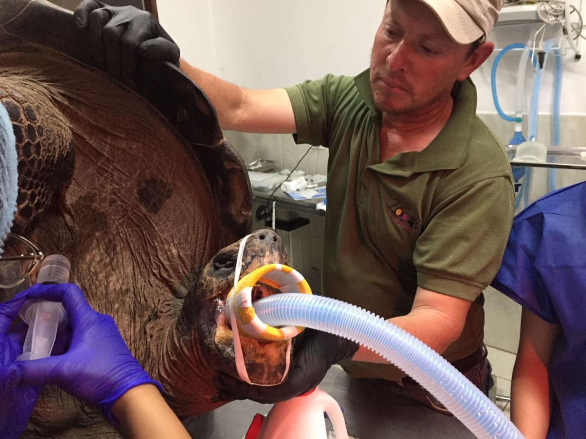 Veterinarios ecuatorianos operaron con éxito a una tortuga de 104 años de edad