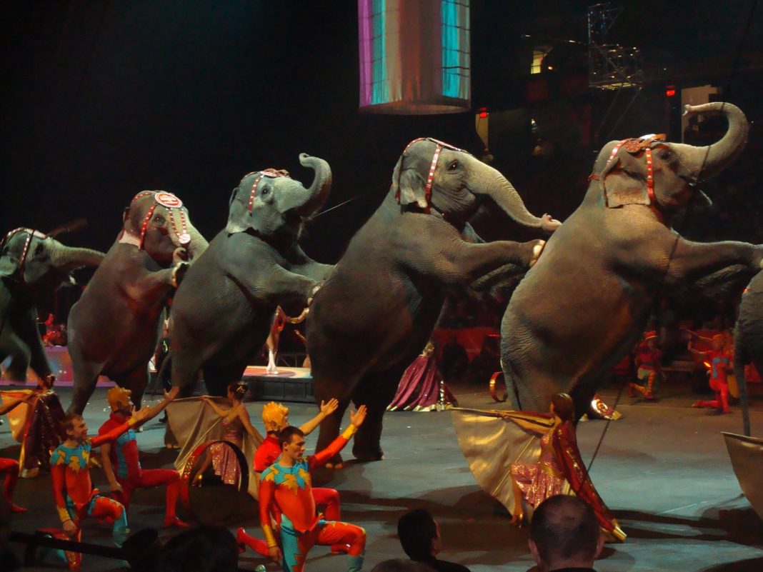 París prohibirá los circos con animales a partir de 2020