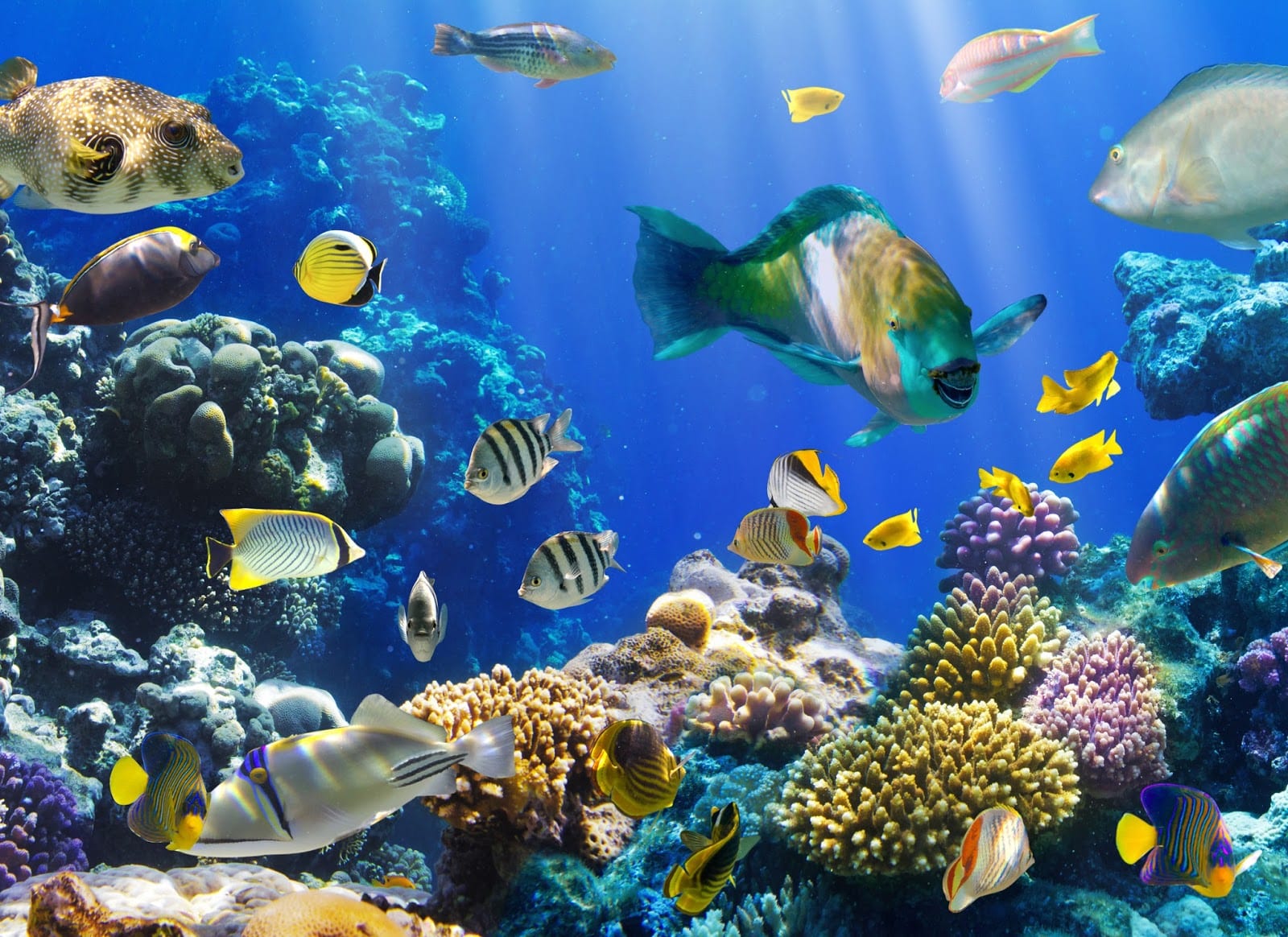 Calentamiento global obliga a los peces a ir al fondo del océano