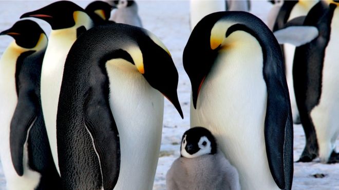 ¡Triste! El pingüino emperador transita por el camino hacia su extinción