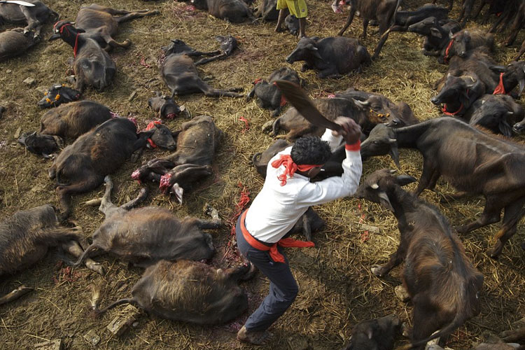 Festival de crueldad: El mayor sacrificio de animales del mundo está por comenzar en Nepal