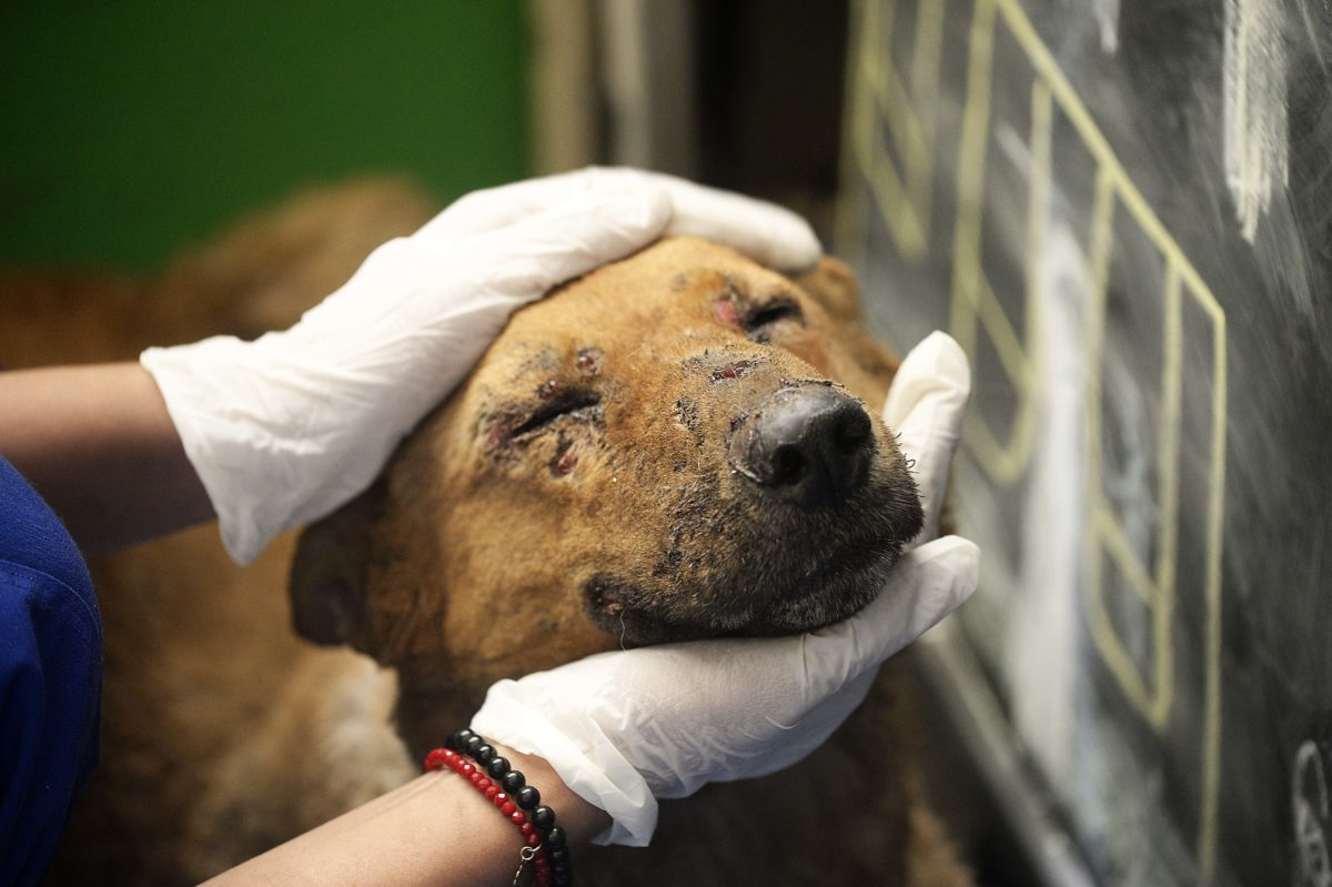 Centro de atención veterinaria para atender a mascotas heridas por los incendios en Valparaíso