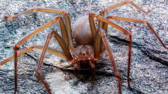 Descubren en México una araña de mordida venenosa que pudre la carne humana