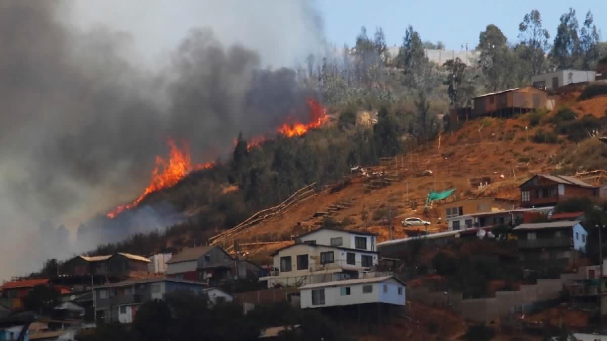 Incendios en Valparaíso: Las especies exóticas «inflamables» que copan las plantaciones forestales en Chile