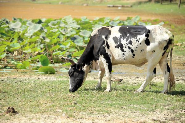 Un estudio asevera que las vacas perjudican más al clima que los automóviles