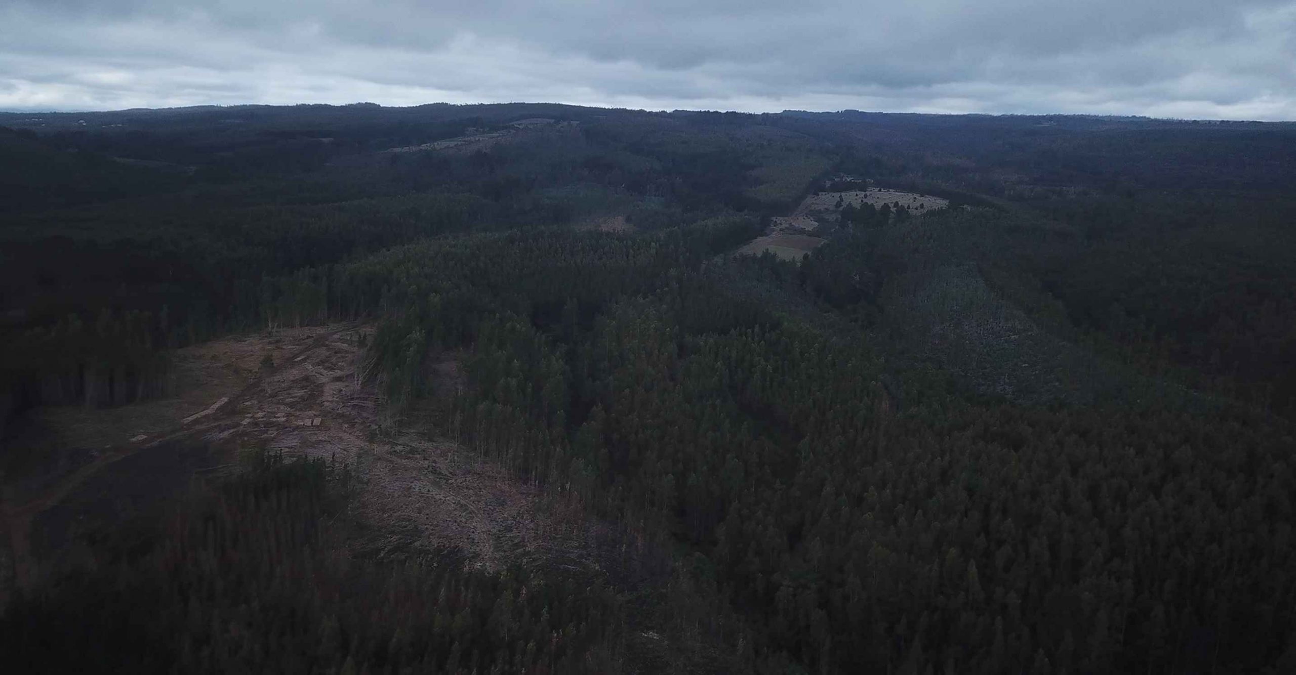 Consulta Ciudadana: En Tirúa votarán por mantener o expulsar el monocultivo forestal