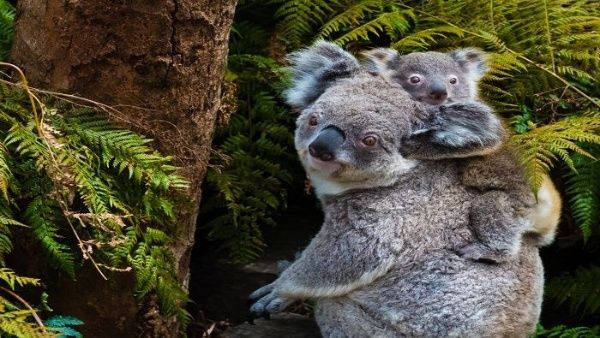 Incendios en Australia ponen en riesgo la supervivencia de los koalas