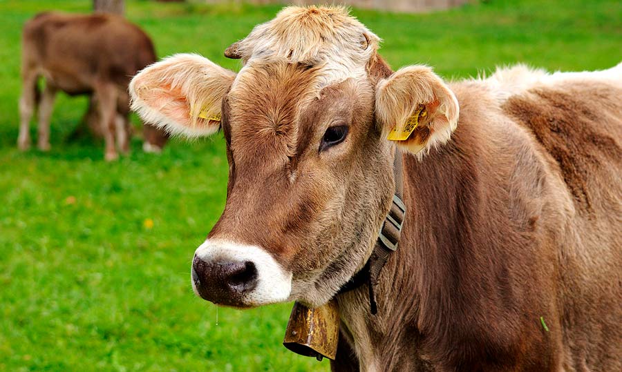 ¿Produce una vaca más gases de efecto invernadero que un vehículo?