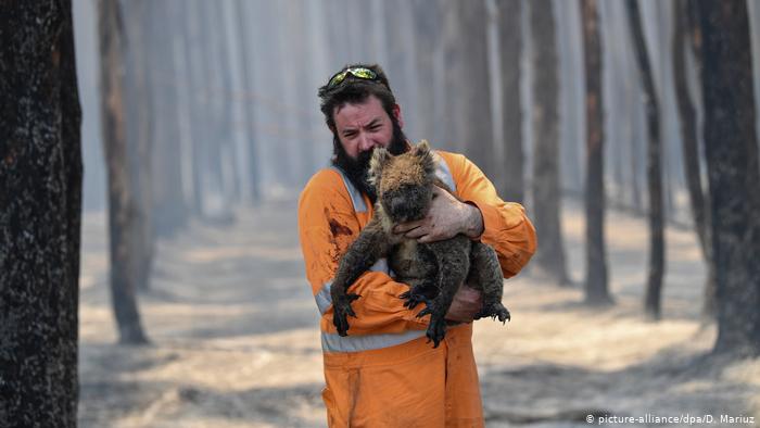 Australia invertirá millones de dólares para recuperar la población de koalas tras los incendios