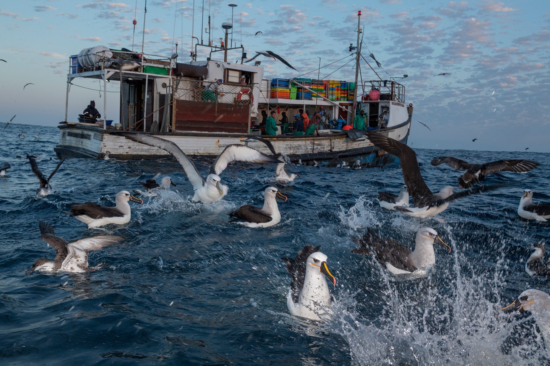 Químicos tóxicos se acumulan en las aves marinas que comen plástico