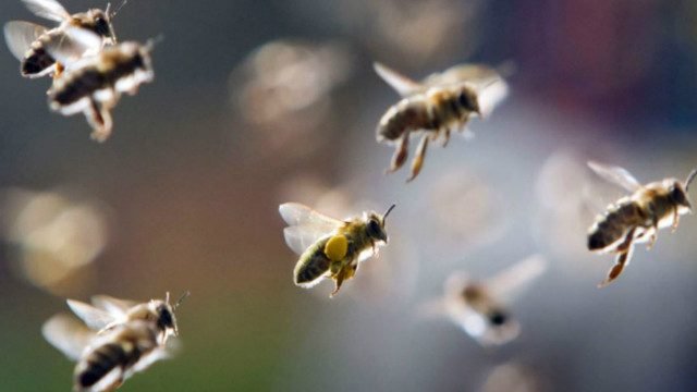 ¿Por qué los insecticidas se han vuelto más tóxicos para las abejas?