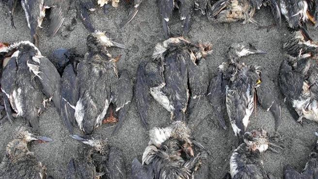 Ola de calor marino desencadenó una extinción de aves en el Pacífico Norte