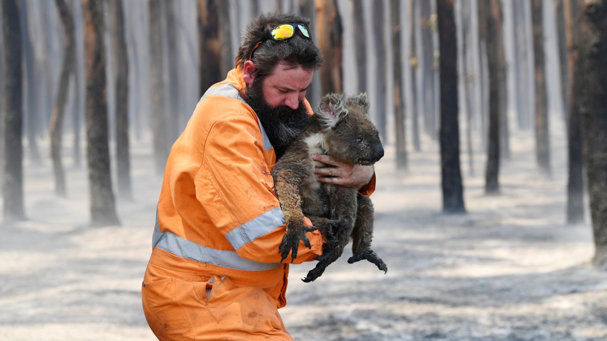 Al menos 1.000 millones de animales han muerto en los incendios en Australia