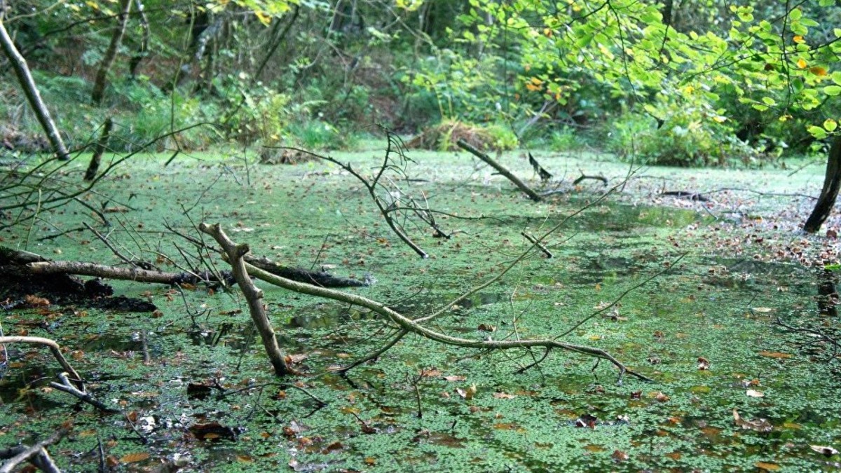 Calentamiento global y sobrepoblación humana ponen en peligro los pantanales