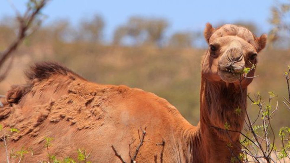 Sacrifican a más de 10 mil camellos en Australia por escasez de agua