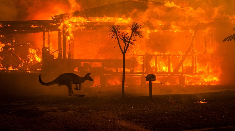 Incendios en Australia han cobrado la vida de 480 millones de animales