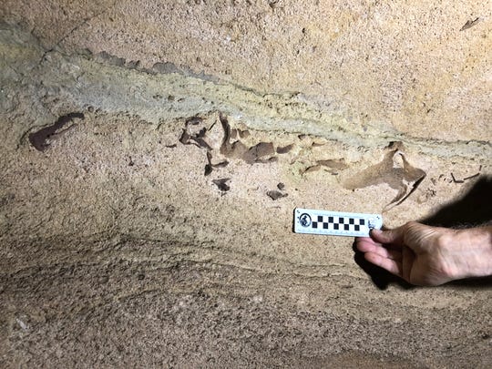 Descubren el fósil de un tiburón de 330 millones de años