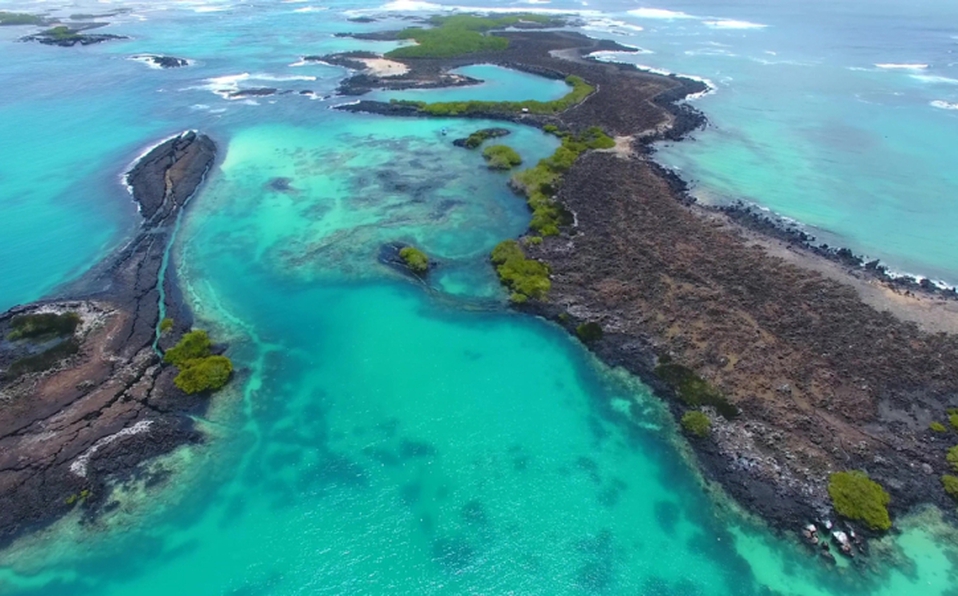 Descubren en archipiélago de Galápagos 37 nuevas especies marinas