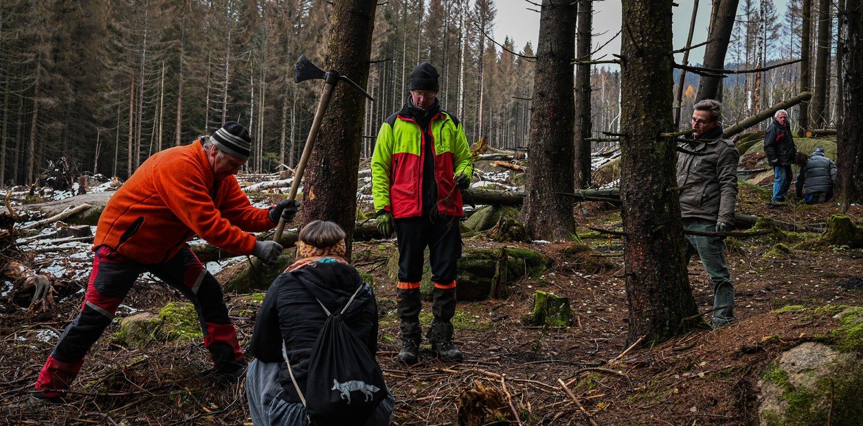 Alarma en Alemania por pérdida de 180 mil hectáreas de bosques