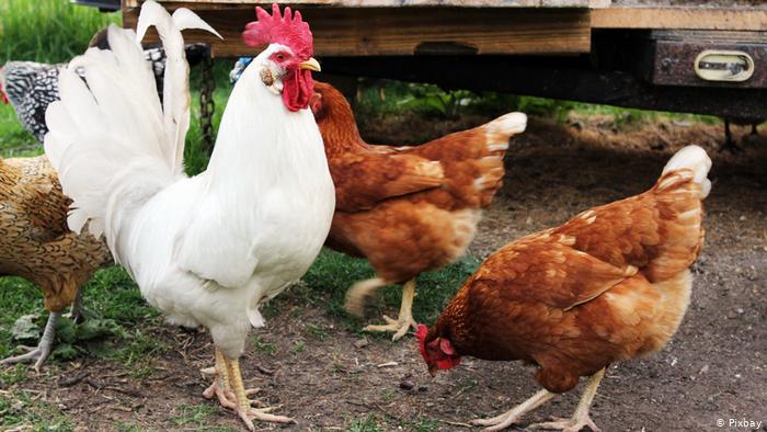 Descubren que los pollos tienen personalidades y pueden controlar sus impulsos