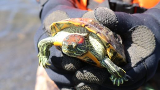 Especie invasora: Tortugas de orejas rojas amenazan Laguna Grande de San Pedro de la Paz