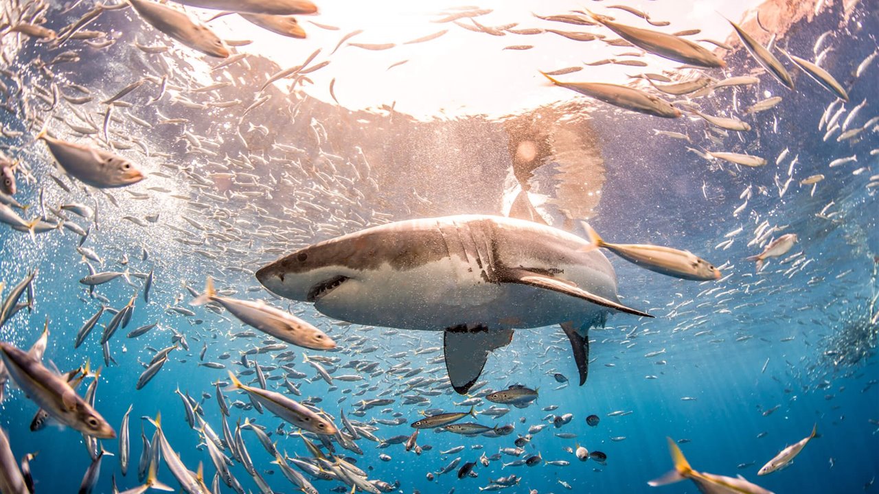 Un gran tiburón blanco de casi 5 metros sorprende a los científicos al llegar al golfo de México