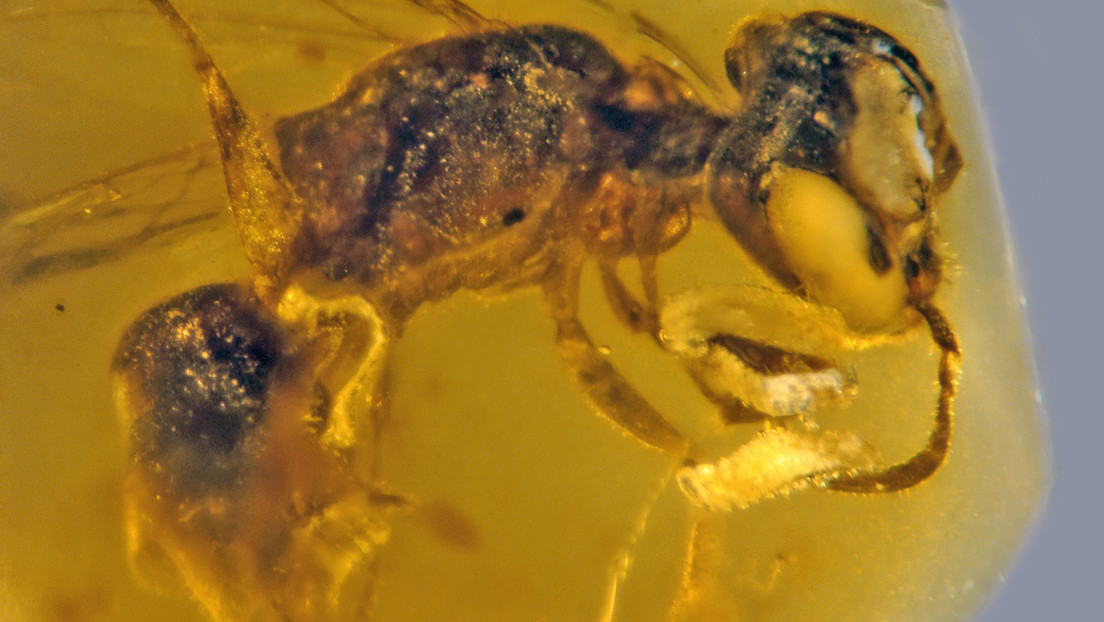 Encuentran un insecto fosilizado de hace 100 millones de años