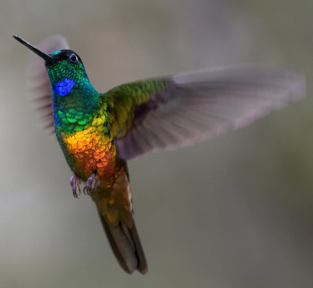 Jardines urbanos se multiplican en México como ayuda para la preservación del colibrí