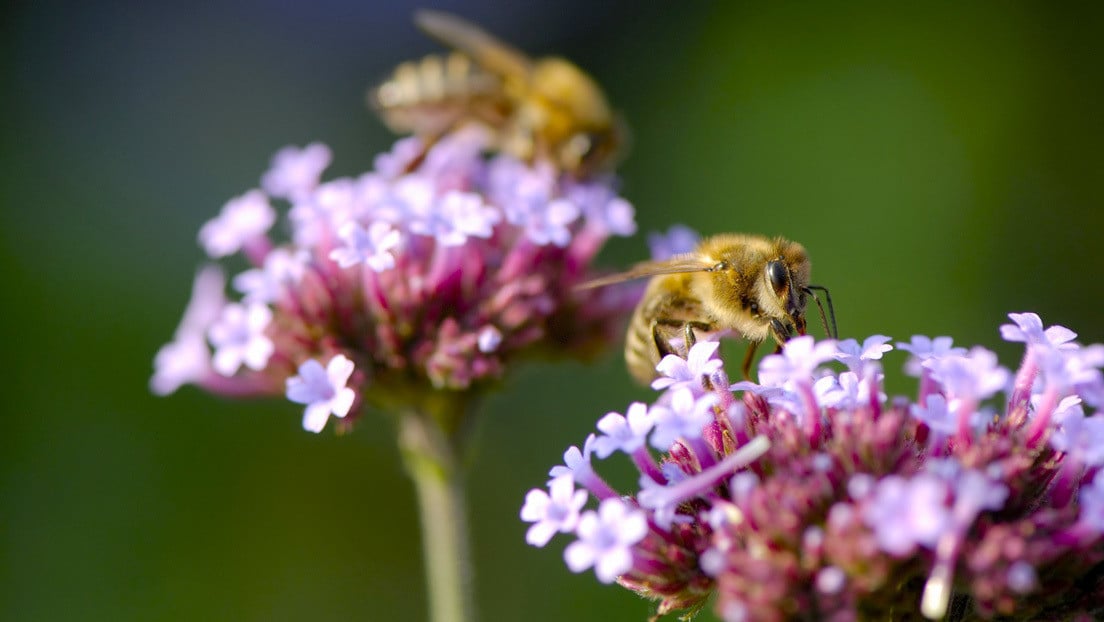 Ecologistas confirman profecías de un “apocalipsis de insectos”