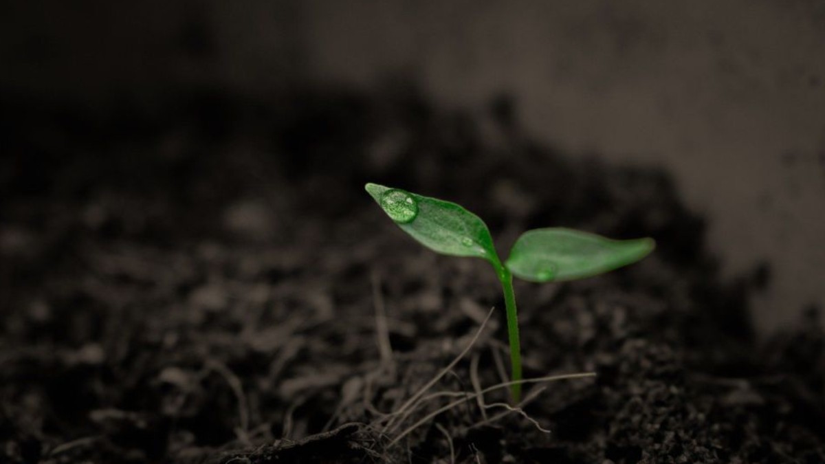 Científicos japoneses crean dispositivo tecnológico biodegradable