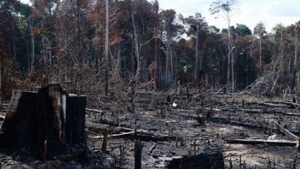 ¿La Amazonía brasileña está rumbo a su deforestación total?