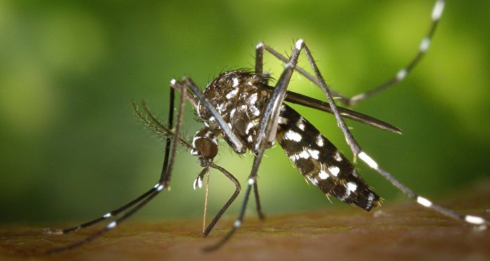 OPS alerta que América enfrenta la mayor propagación de dengue en la historia
