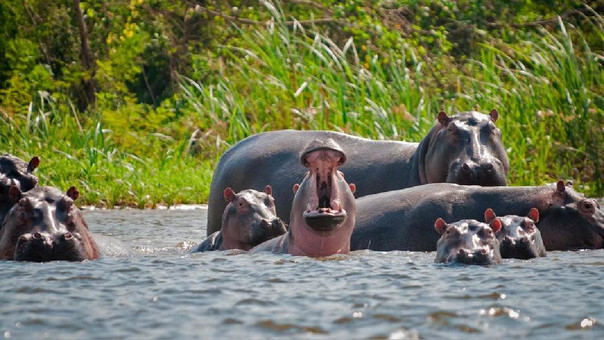 Los hipopótamos de Pablo Escobar causan estragos en el ecosistema de Colombia