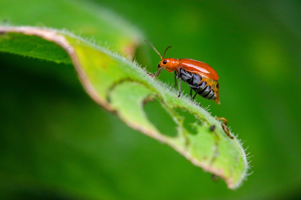 Se encienden las alarmas por la veloz disminución de los insectos